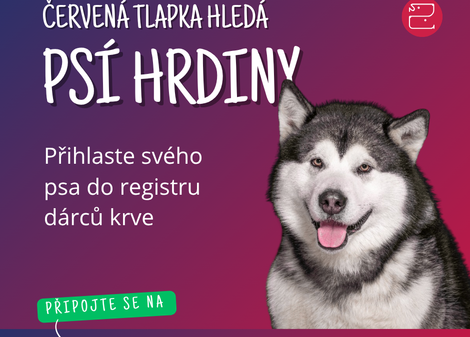 Když jde o&nbsp;minuty. Poznejte Červenou tlapku, online registr psích dárců krve